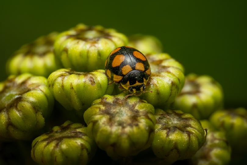 Der Trockenrasen-Marienkäfer ist ein Nützling, er verspeist gerne Blattläuse