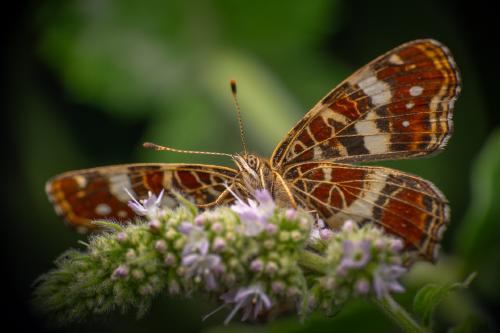 Ein Falter wie ne Landkarte: Das… Landkärtchen
