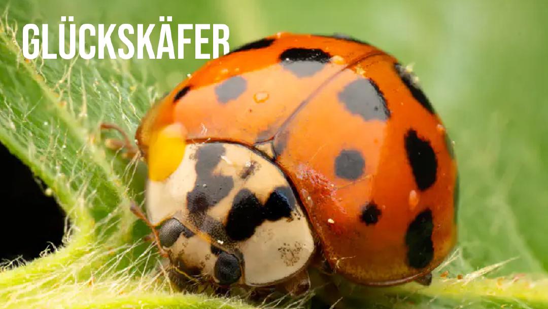 Episode 17: Glückskäfer